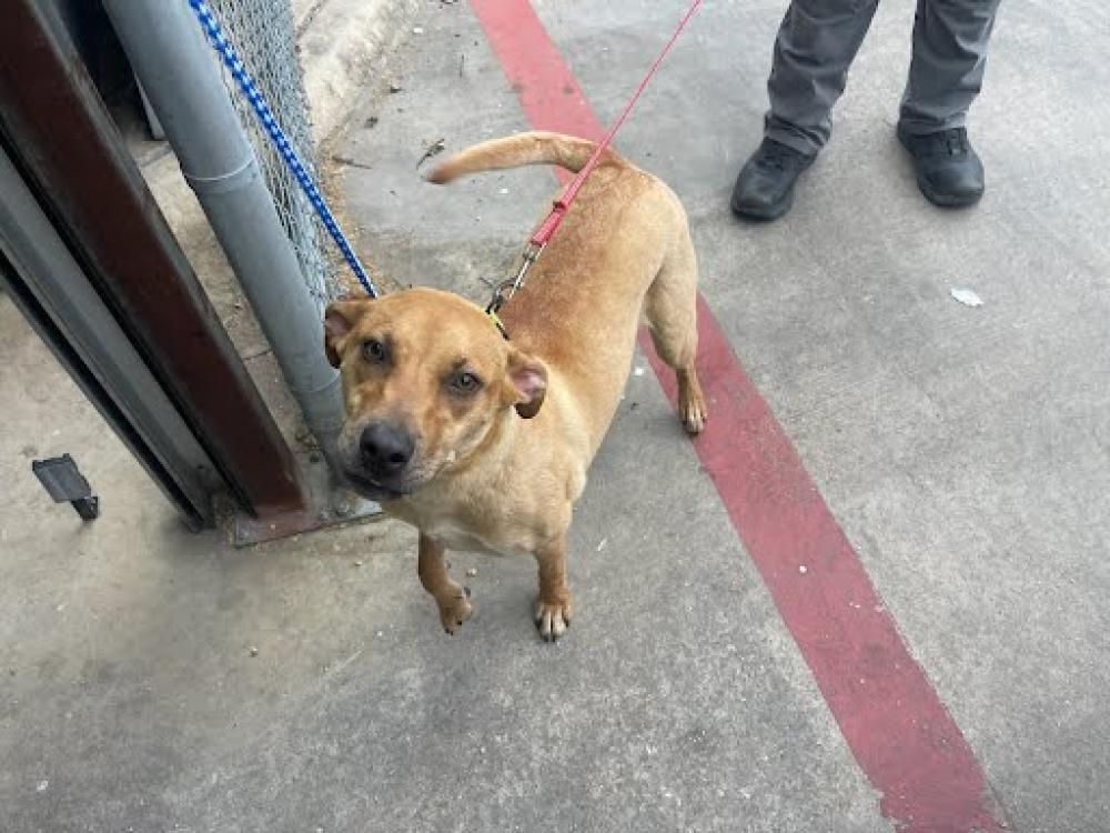 Shelter Stray Female Dog last seen Near BLOCK PRINCE PHILLIP WAY, Austin, TX 78702