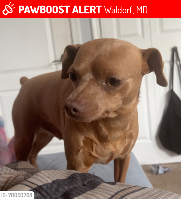 Lost Male Dog last seen argyle avenue, Waldorf, MD 20602