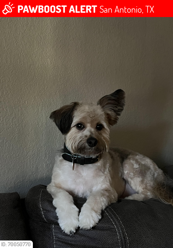 Lost Male Dog last seen Ted St and Patron, San Antonio, TX 78224