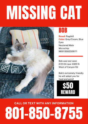 Lost Male Cat last seen North canyon road and 4320 n st, Provo, UT 84604