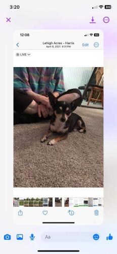 Lost Male Dog last seen 10th St E.  & Cleveland Ave., Lehigh Acres, FL 33972