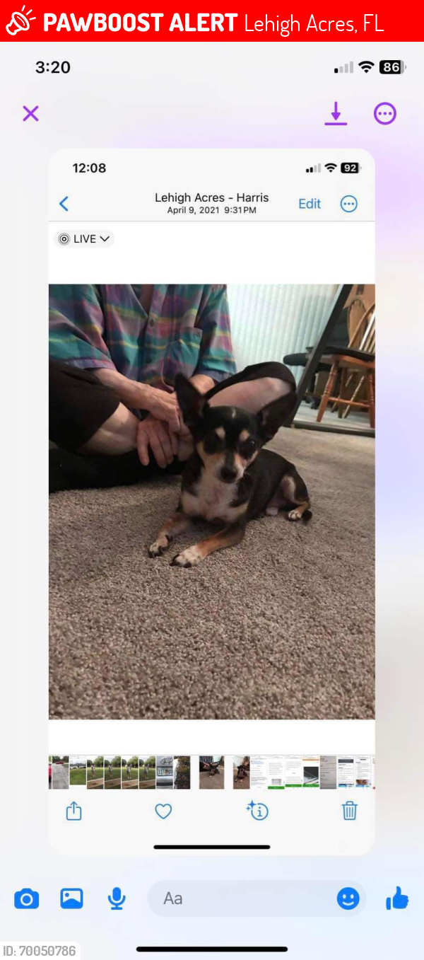 Lost Male Dog last seen 10th St E.  & Cleveland Ave., Lehigh Acres, FL 33972