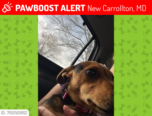 Lost Female Dog last seen lamont dr, New Carrollton, MD 20784