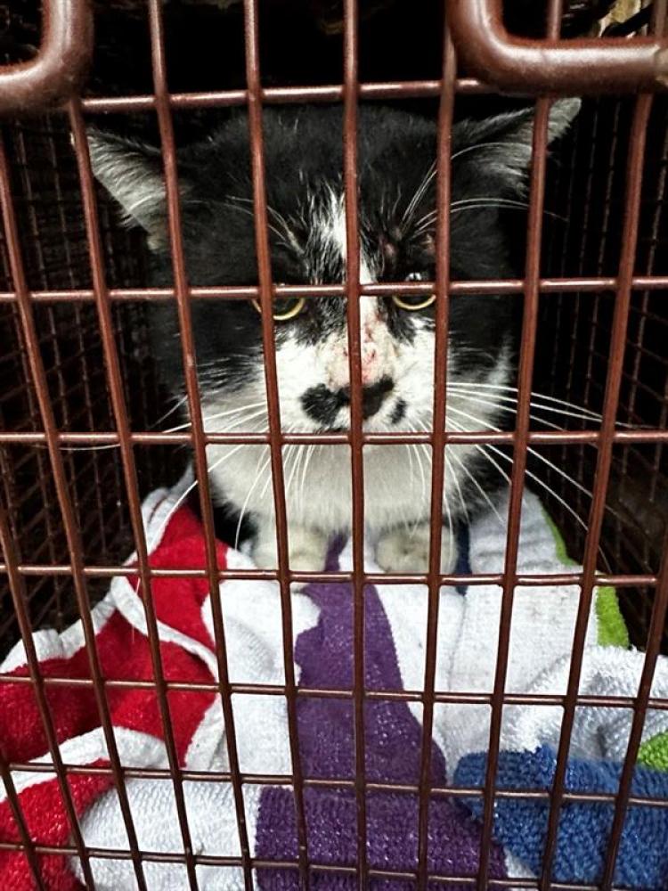 Shelter Stray Male Cat last seen Near BLOCK S IH 35, Austin, TX 78702