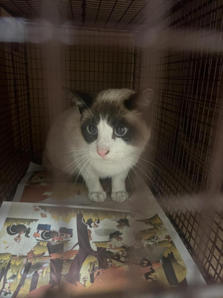 Shelter Stray Male Cat last seen Near BLOCK N PLEASANT VALLEY RD, Austin, TX 78702
