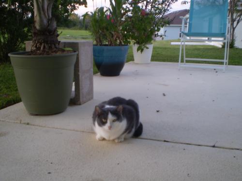 Lost Female Cat last seen Glen Aire, Ocala, FL 34473