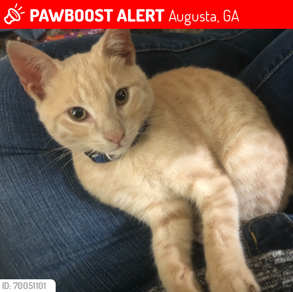 Lost Male Cat last seen Sim’s Ave & Old Savannah Rd, Augusta, GA 30906