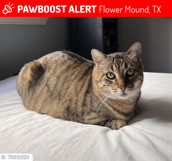 Lost Male Cat last seen Trail between College Pkwy and Timber Creek Elem, Flower Mound, TX 75028