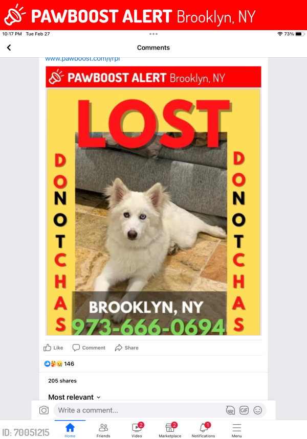 Lost Female Dog last seen Between ford street and Rochester , Brooklyn, NY 11213