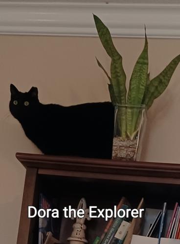 Lost Female Cat last seen Watercrest and Es (she's chunky), Port St. Lucie, FL 34984