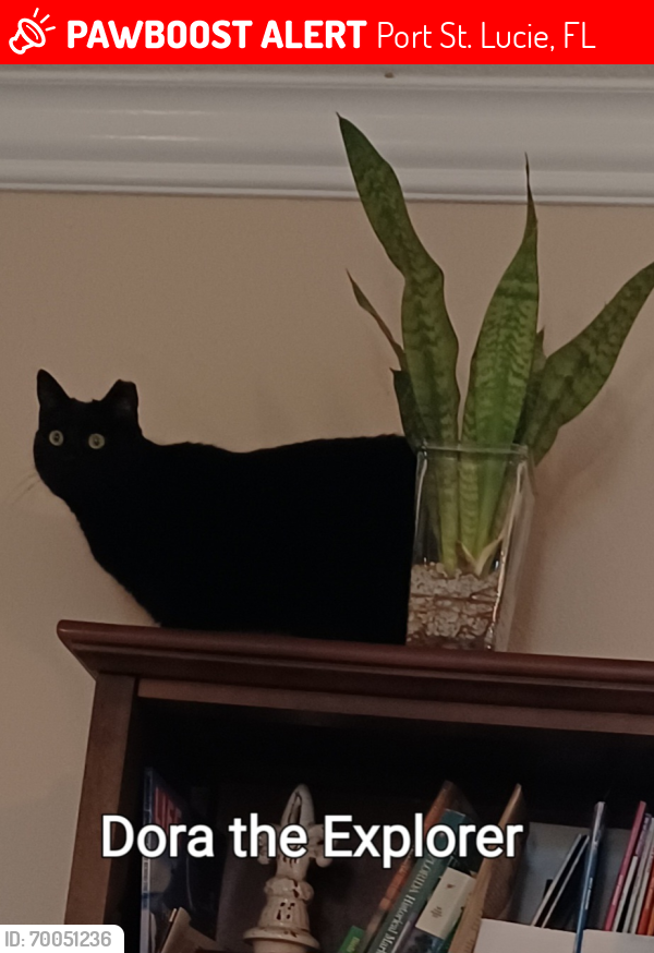 Lost Female Cat last seen Watercrest and Es (she's chunky), Port St. Lucie, FL 34984