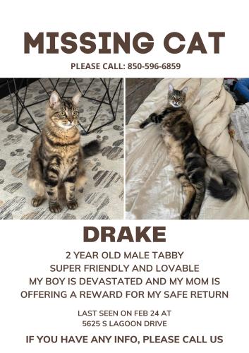 Lost Male Cat last seen Hilltop/Palm way most likely or s lagoon and palm way , Panama City Beach, FL 32408