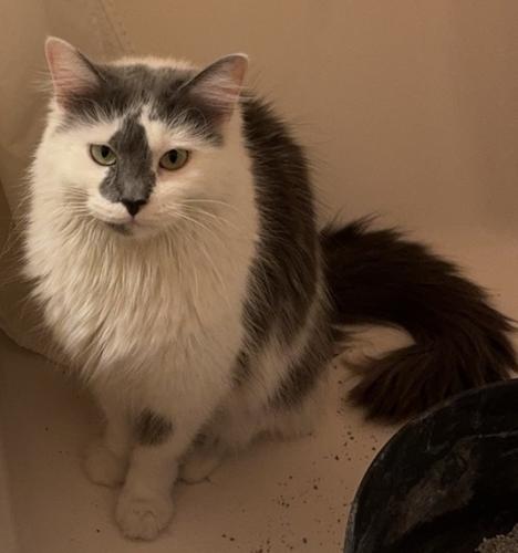 Lost Female Cat last seen Withrow Lane, West Lafayette, IN 47906, Wabash Township, IN 47906