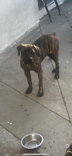 Lost Male Dog last seen Aldrich and Manzanar , Pico Rivera, CA 90660