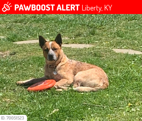 Lost Male Dog last seen Woodrum Road & Bartle Lane, Liberty, KY 42539
