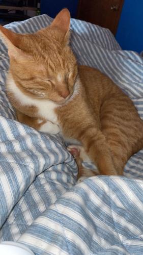 Lost Male Cat last seen Homerich and 68th street (Byron Center), Byron Center, MI 49315