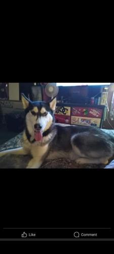 Lost Female Dog last seen South 24th street and 6th ave, Council Bluffs, IA 51501