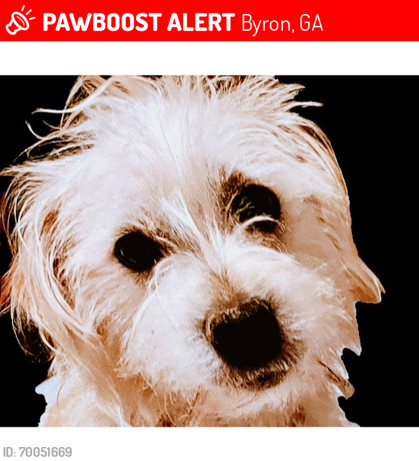 Lost Female Dog last seen Near Houston Rd, Byron, GA 31008, Byron, GA 31008
