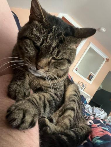 Lost Female Cat last seen Court street and Shunpike , Cromwell, CT 06416