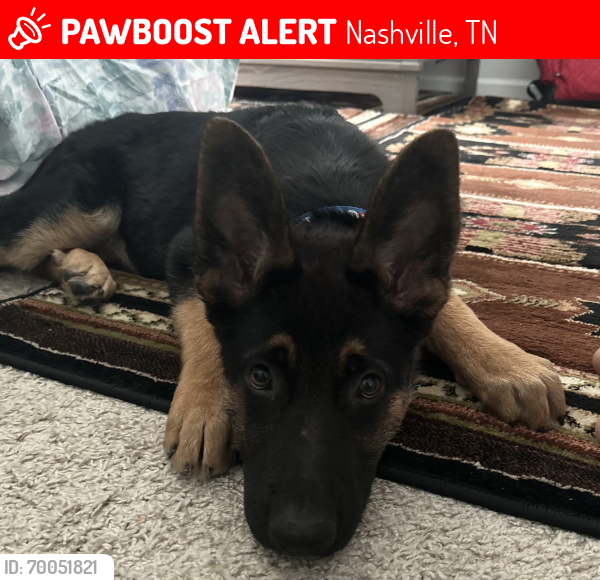 Lost Female Dog last seen Near Dunailie Dr Nashville TN 37217, Nashville, TN 37217