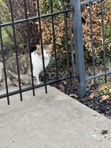 Found/Stray Unknown Cat last seen Columbus Commons, Columbus, OH 43215
