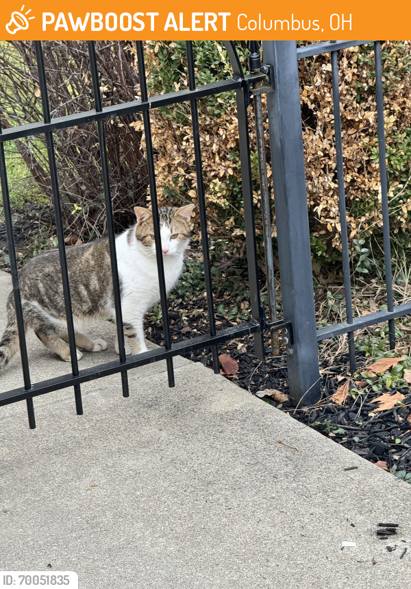 Found/Stray Unknown Cat last seen Columbus Commons, Columbus, OH 43215