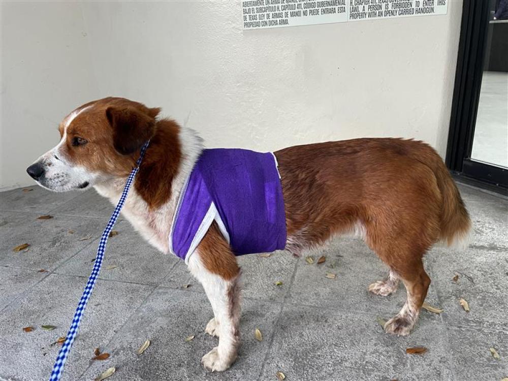 Shelter Stray Male Dog last seen DOYLE OVERTON ROAD, Austin, TX 78702