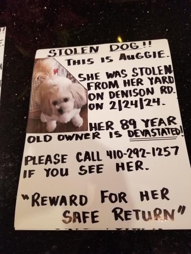 Lost Female Dog last seen Liberty Heights Avenue , Baltimore, MD 21215