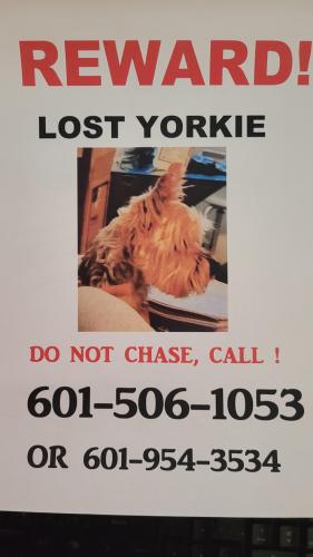 Lost Male Dog last seen Farmington, Rankin County, MS 39047