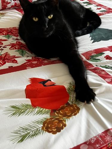 Lost Male Cat last seen Ebenezer and Vincent , White Marsh, MD 21162