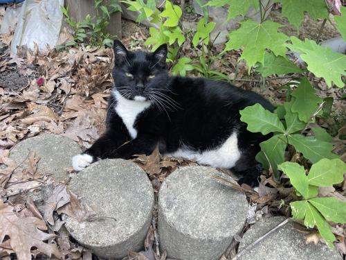 Lost Male Cat last seen Huntington Close/Albion Road, North Royalton, OH 44133
