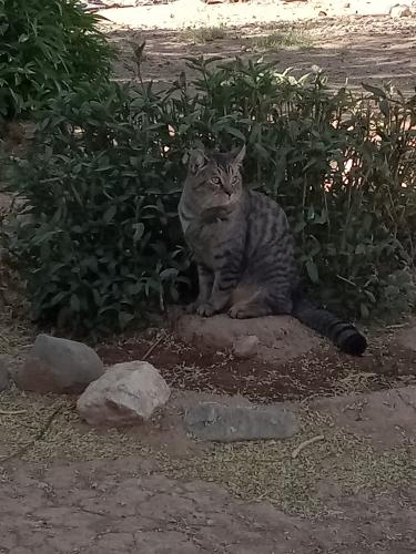 Lost Male Cat last seen Swansea and Ventage, Arizona City, AZ 85123
