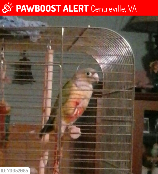 Lost Female Bird last seen Newton Patent Drive, Centreville, VA, Centreville, VA 20120