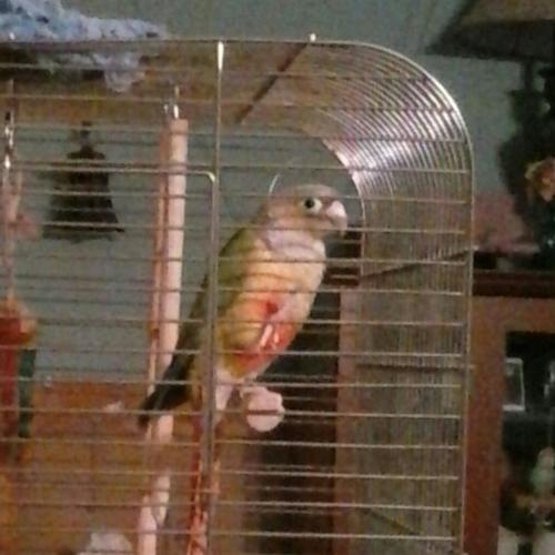 Lost Female Bird last seen Newton Patent Drive, Centreville, VA, Centreville, VA 20120