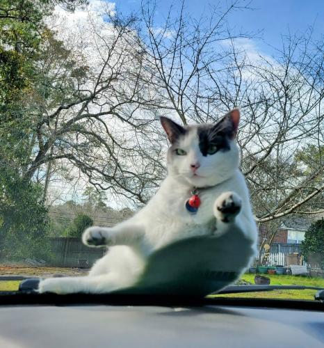 Lost Male Cat last seen Shirley and Butler St. section of Longleaf Rd., Columbia, SC 29205