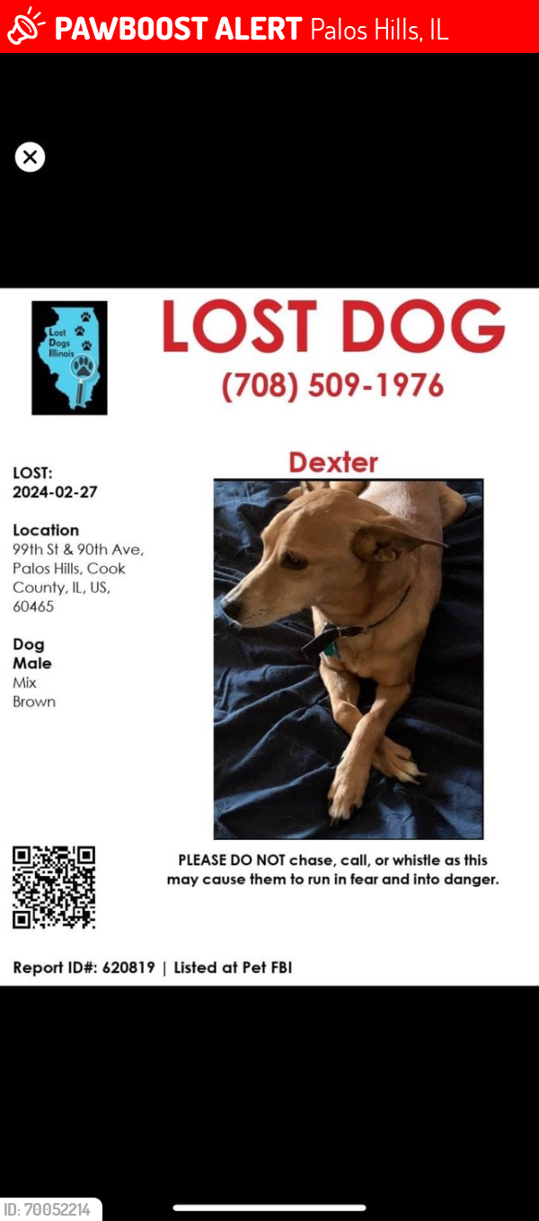 Lost Male Dog last seen 99th st 90th Ave Palos Hills , Palos Hills, IL 60465
