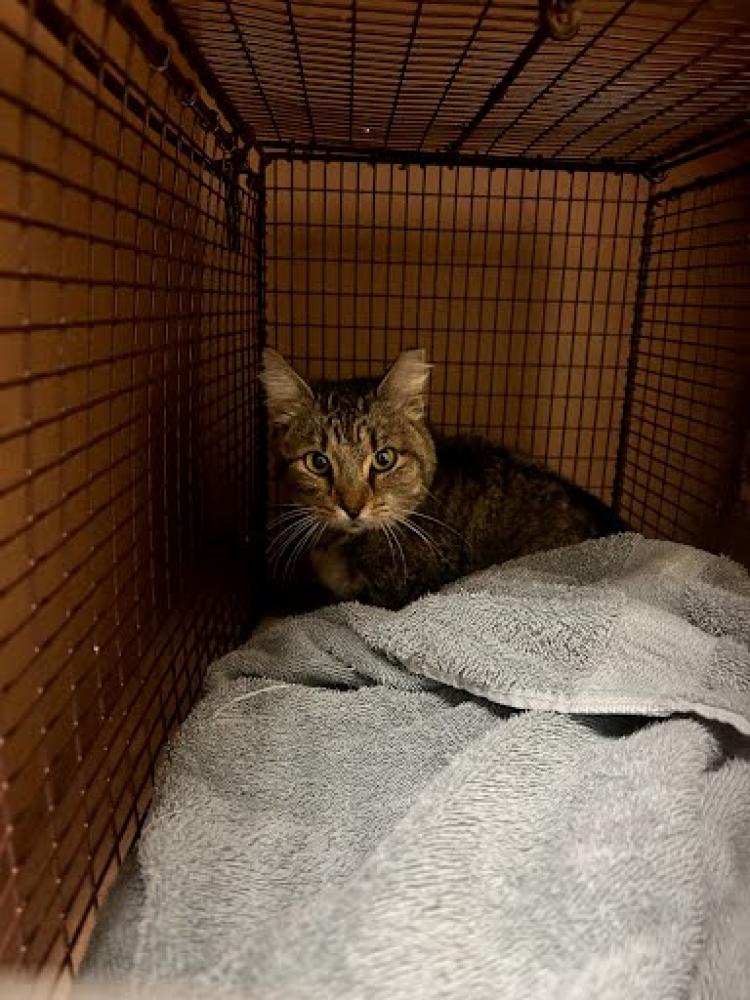Shelter Stray Female Cat last seen Near BLOCK S HWY 183, Austin, TX 78702