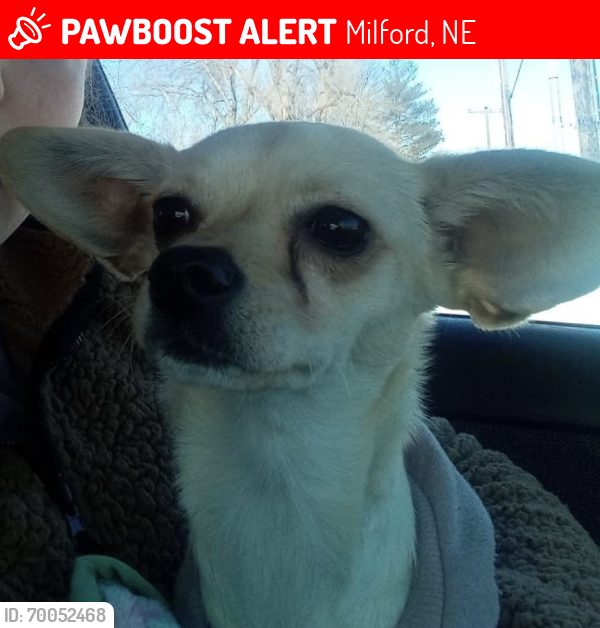 Lost Female Dog last seen Casey’s, Milford, NE 68405