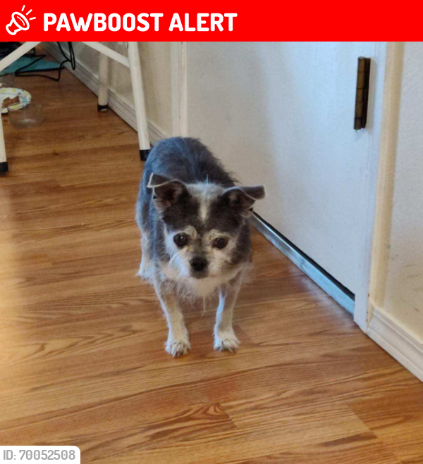 Lost Female Dog last seen Allesandro and Tammany dr., Colorado Springs, CO 80916