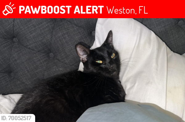 Lost Male Cat last seen Weston Place Apartments, Weston, FL 33331