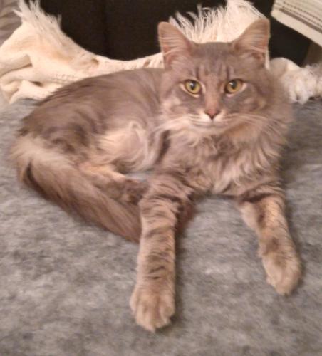 Lost Male Cat last seen River Forest Drive and Belcher Road Boiling Springs 29316, Spartanburg County, SC 29316