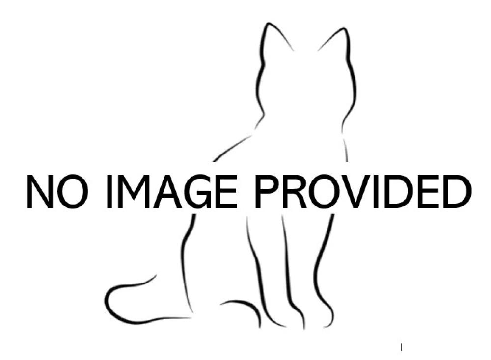 Shelter Stray Unknown Cat last seen HONEYMOON AVE/CLOCK TOWER BLVD LEESBURG 34748, Tavares, FL 32778
