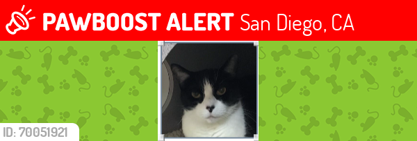 Lost Female Cat last seen Abra Drive, Chaparral Elem. , San Diego, CA 92128