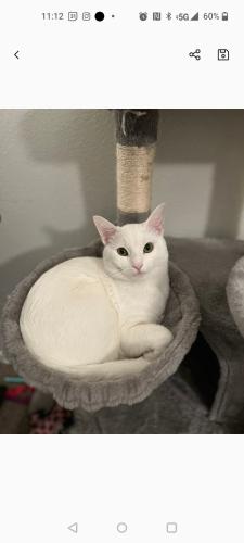Lost Male Cat last seen Near campus Ave , San Diego, CA 92116