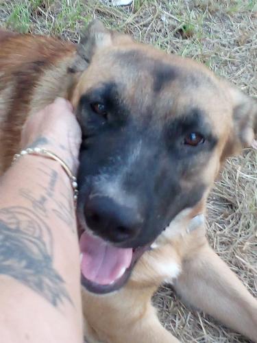 Lost Male Dog last seen Coal town road Willis Texas , Willis, TX 77378