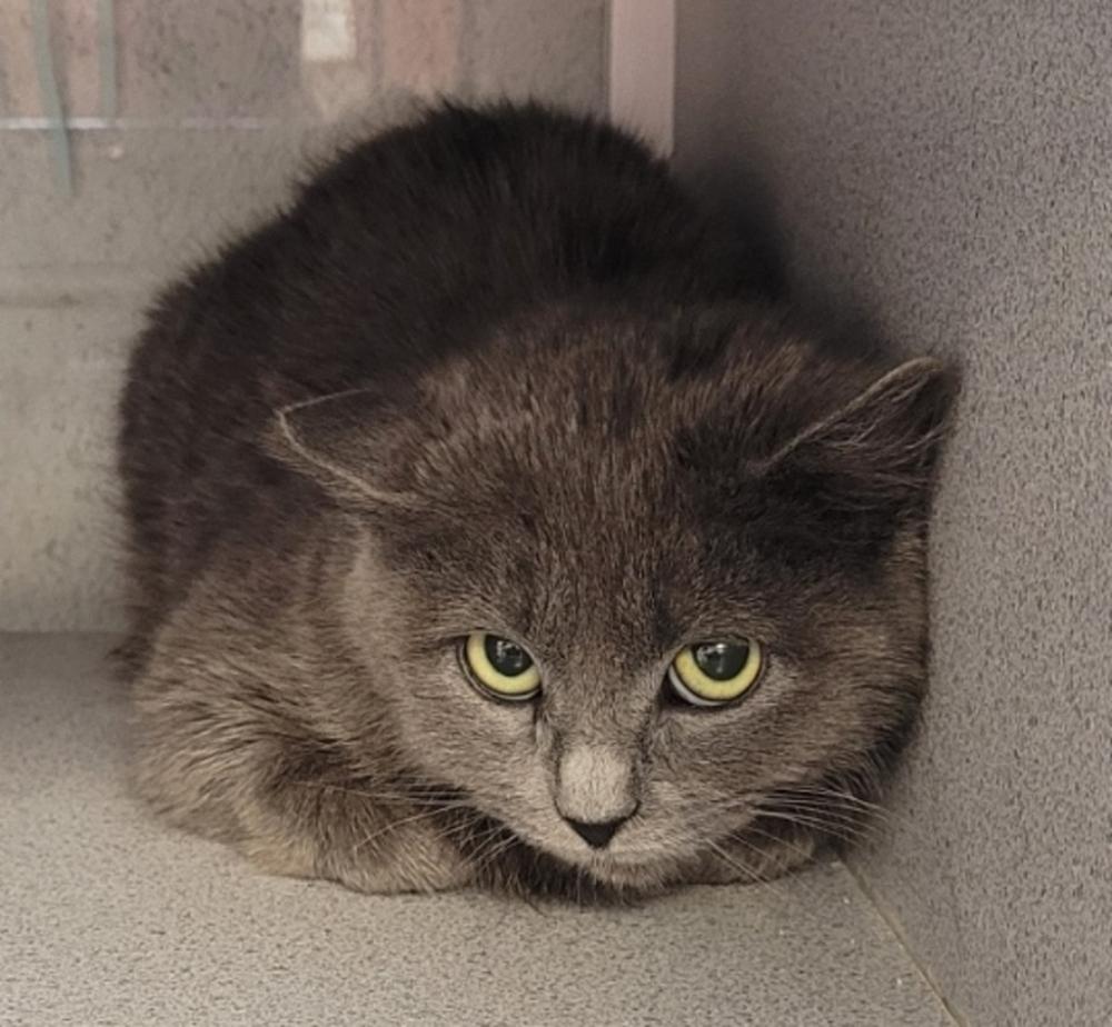 Shelter Stray Female Cat last seen Near S West Temple Street, SALT LAKE CITY, UT, 84101, Salt Lake City, UT 84123