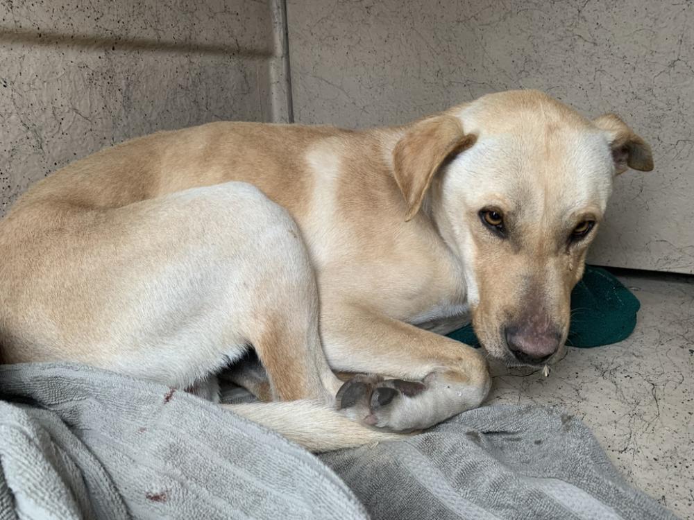 Shelter Stray Male Dog last seen Near W Snow Queen Place, SALT LAKE CITY, UT, 84104, Salt Lake City, UT 84123