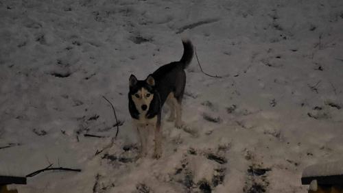 Lost Male Dog last seen Decatur St & 47th Ave, Hyattsville, MD 20781
