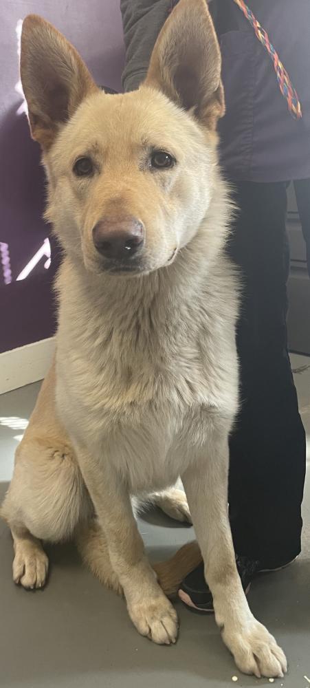 Shelter Stray Male Dog last seen Near S 900 W, SALT LAKE CITY, UT, 84104, Salt Lake City, UT 84123