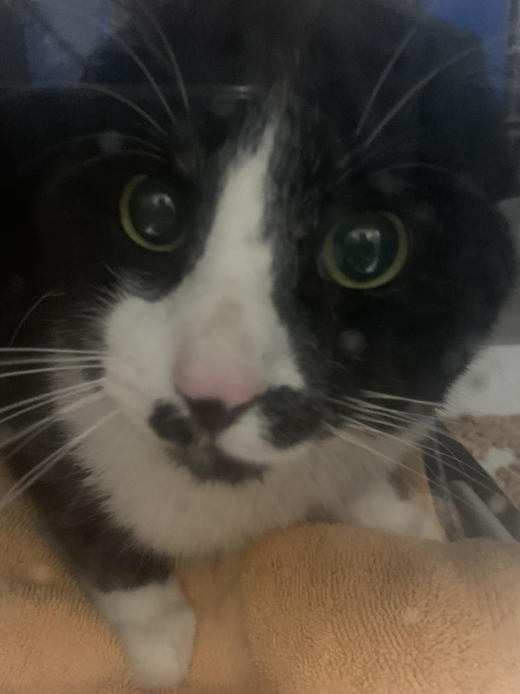 Shelter Stray Male Cat last seen Near S Century Drive, MURRAY CITY, UT, 84123, Salt Lake City, UT 84123